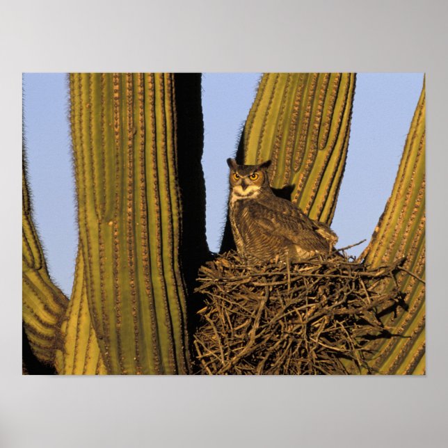 NA, USA, Arizona, Tucson. Underbara hornen uggla p Poster (Framsidan)