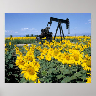 Na, USA, Colorado, Solrosor, Oljeborrning Poster