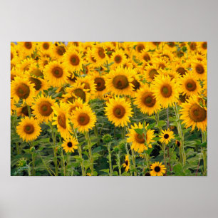 Na, USA, Colorado, Solrosor Poster