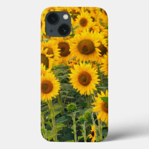 Na, USA, Colorado, Sunblommor