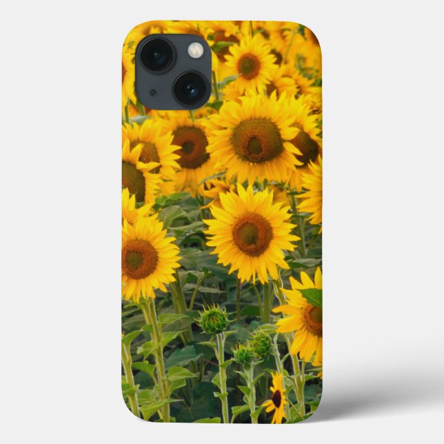 Na, USA, Colorado, Sunblommor (Baksida)