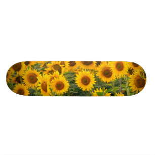 Na, USA, Colorado, Sunblommor Skateboard Bräda 19,5 Cm