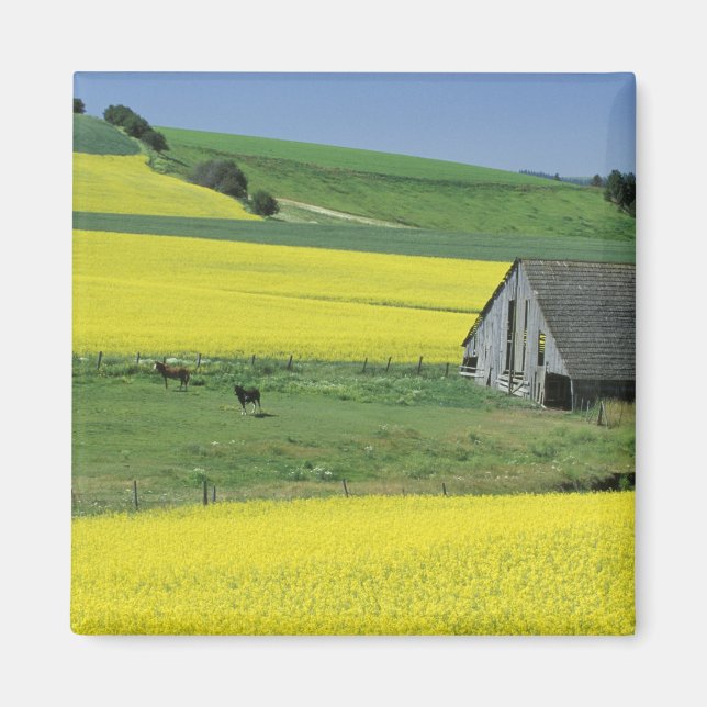 NA, USA, Idaho, nära Potlatch, Canola och gammal Magnet (Framsidan)