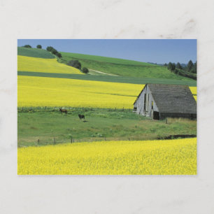 NA USA, Idaho, nära Potlatch, Canola och gammalt Vykort