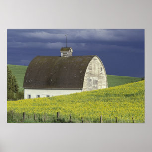 NA USA, Idaho, söder av Genesse, Canola fält Poster