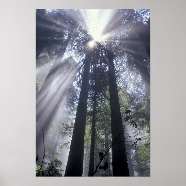 NA, USA, Kalifornien. Del Norte Kusten Poster (Framsidan)