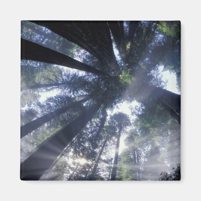 NA, USA, Kalifornien, Del Norte Redwood State Magnet (Framsidan)