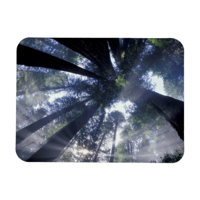 NA, USA, Kalifornien, Del Norte Redwood State Magnet (Horisontell)