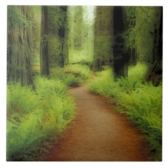 NA, USA, Kalifornien, Jedediah Smith Redwood Kakelplatta (Framsidan)