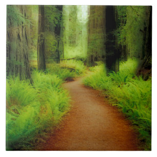 NA, USA, Kalifornien, Jedediah Smith Redwoods Kakelplatta