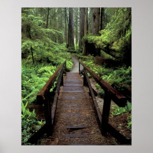 NA, USA, Kalifornien, Jedidiah Smith Redwood Poster