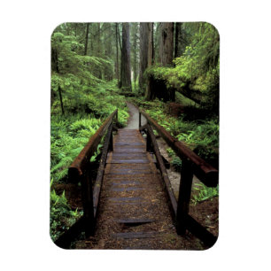 NA, USA, Kalifornien, Jedidiah Smith Redwoods Magnet