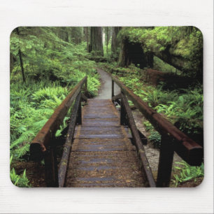 NA, USA, Kalifornien, Jedidiah Smith Redwoods Musmatta