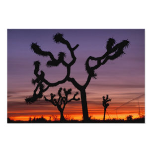 NA, USA, Kalifornien. Joshua Tree National Fototryck