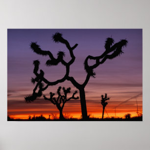NA, USA, Kalifornien. Joshua Tree National Poster