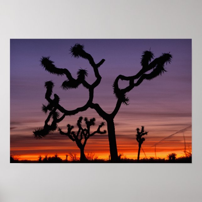 NA, USA, Kalifornien. Joshua Tree National Poster (Framsidan)