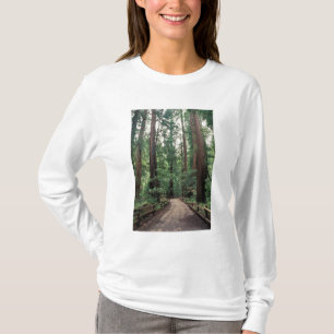 NA, USA, Kalifornien, Marin County, Muir Woods Tee