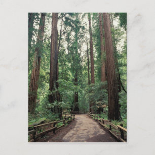 NA, USA, Kalifornien, Marin County, Muir Woods Vykort
