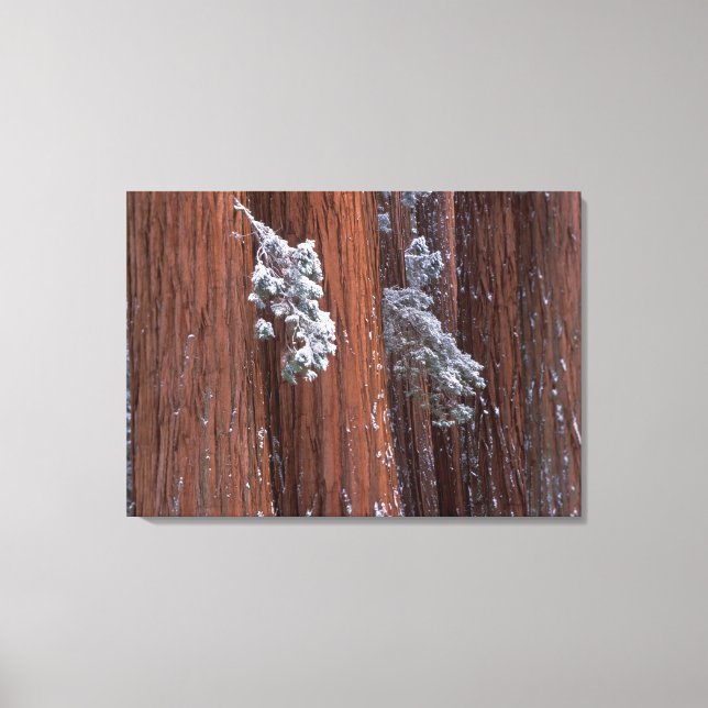 NA, USA, Kalifornien. Sequoia nationalpark. 2 Canvastryck (Framsida)