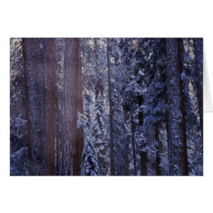 NA, USA, Kalifornien. Sequoia nationalpark. 2 Hälsningskort