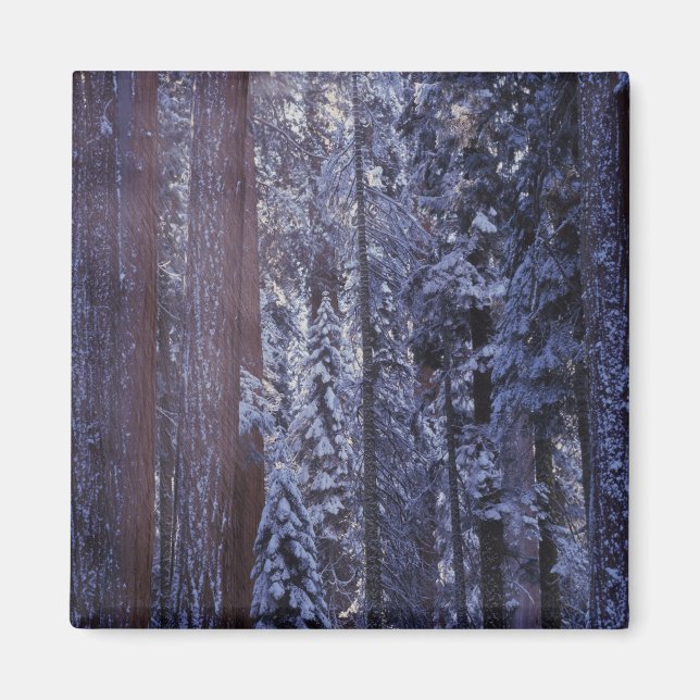 NA, USA, Kalifornien. Sequoia nationalpark. 2 Magnet (Framsidan)