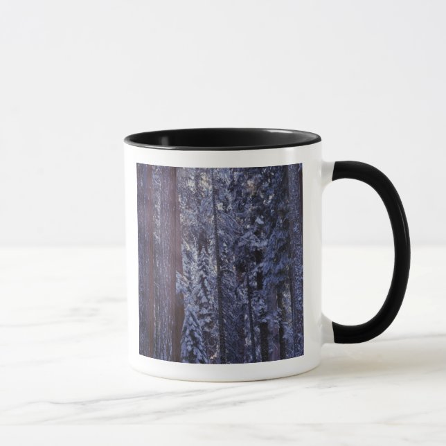 NA, USA, Kalifornien. Sequoia Nationalpark. 2 Mugg (Höger)