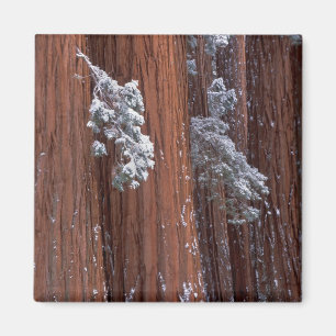 NA, USA, Kalifornien. Sequoia nationalpark. Magnet