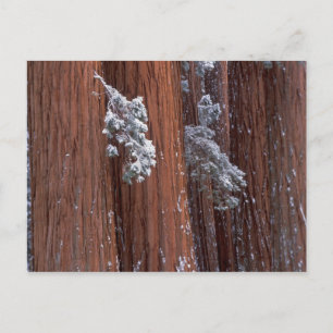 NA, USA, Kalifornien. Sequoia nationalpark. Vykort