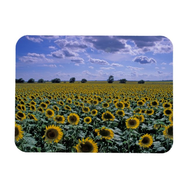 NA, USA, Kansas, Solrosgröda Magnet (Horisontell)