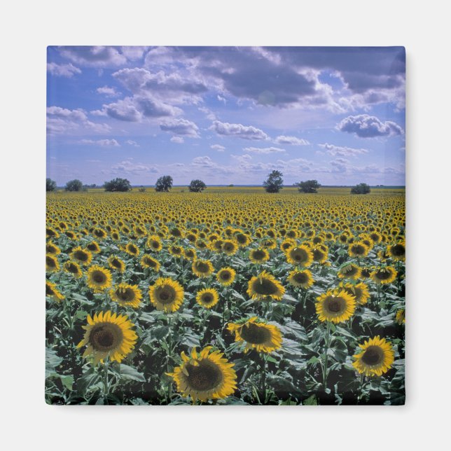 NA, USA, Kansas, Solrosgröda Magnet (Framsidan)