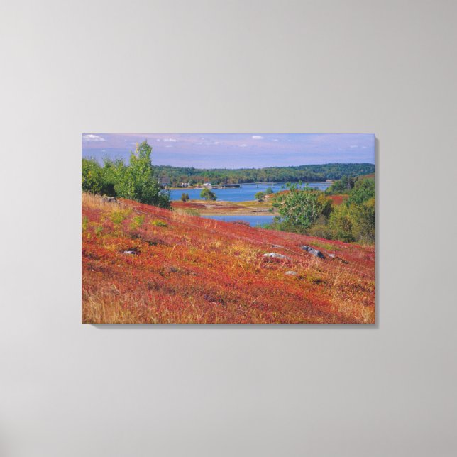 NA, USA, Maine. Blåbärshedar. Canvastryck (Framsida)
