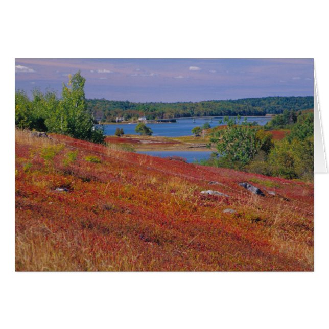 NA, USA, Maine. Blåbärshedar. Hälsningskort (Framsidan Horizontal)