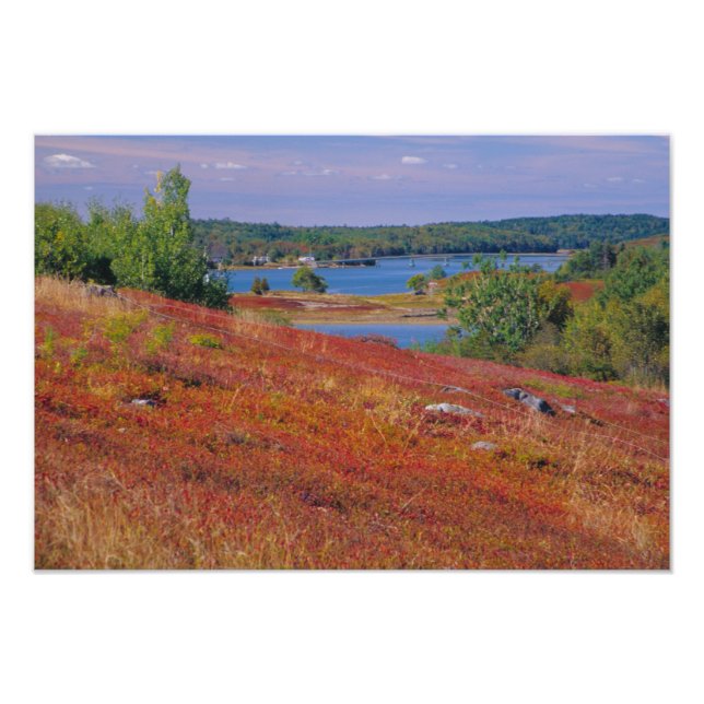 NA, USA, Maine. Blueberry Barrens. Fototryck (Framsidan)