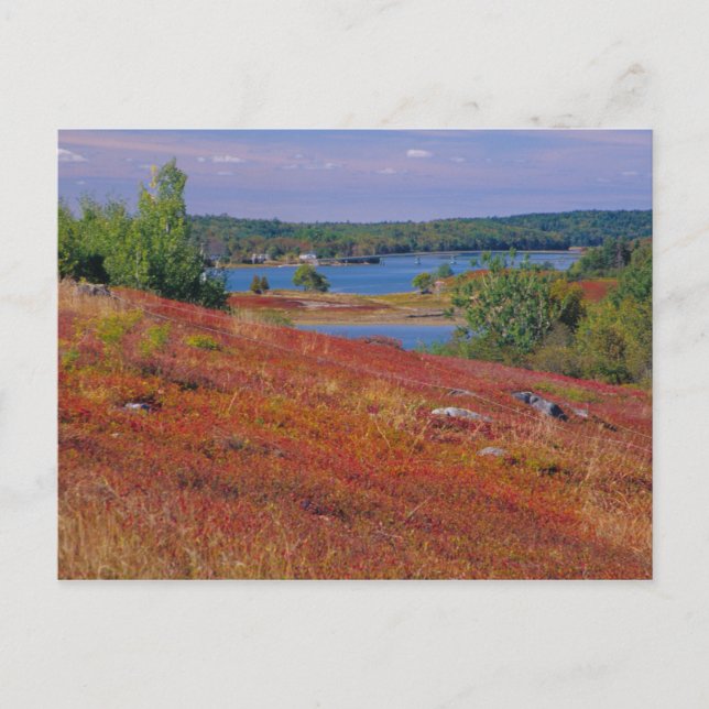 NA, USA, Maine. Blueberry Barrens. Vykort (Framsida)