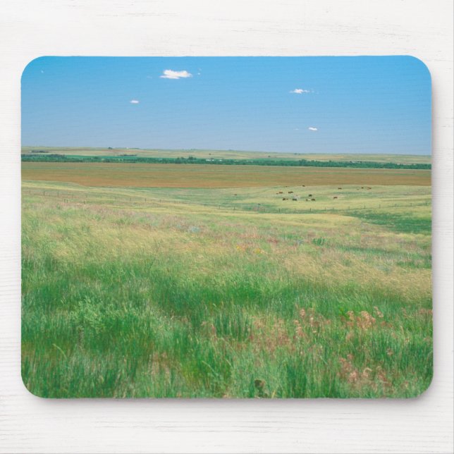 NA, USA, NE. Grasslands nära Ogallala med Musmatta (Framsidan)