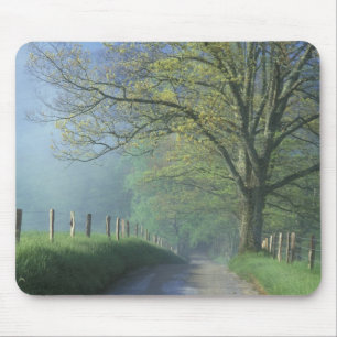 NA, USA, Tennessee, Cades Cove, Great Smoky Musmatta