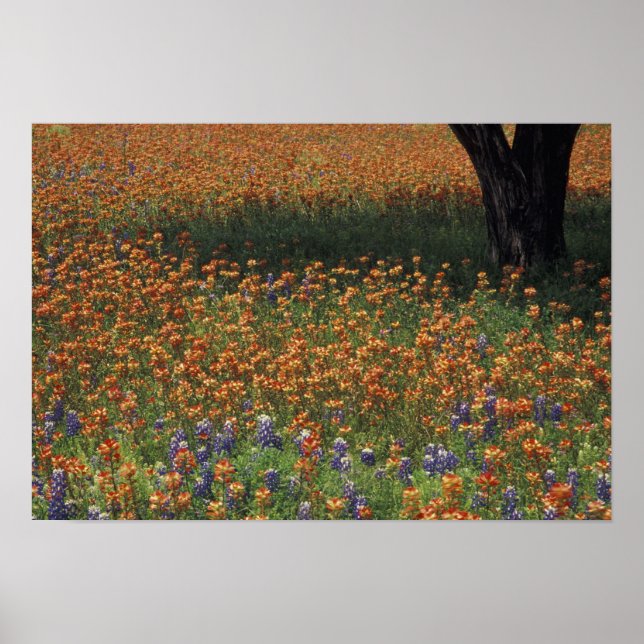 NA, USA, Texas, Backe Land, Paint push och Poster (Framsidan)