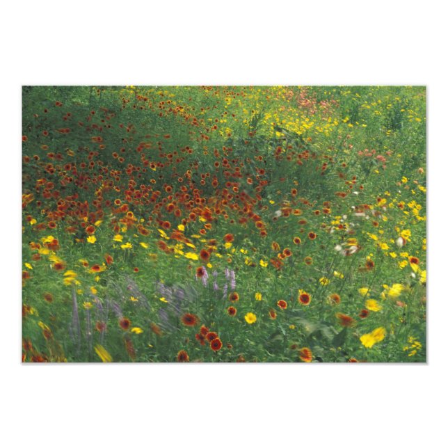 NA, USA, Texas, öster av Devine, Coreopis och Fototryck (Framsidan)