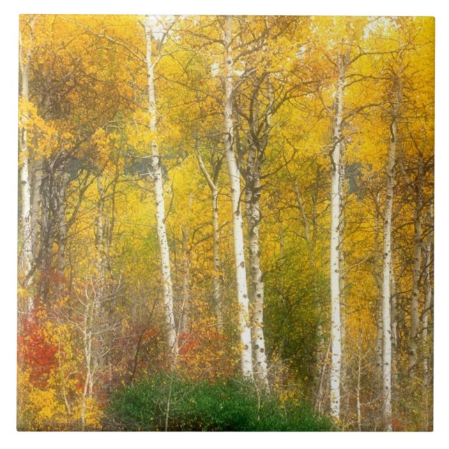 NA, USA, Washington, Fall Aspen Träd med Kakelplatta (Framsidan)