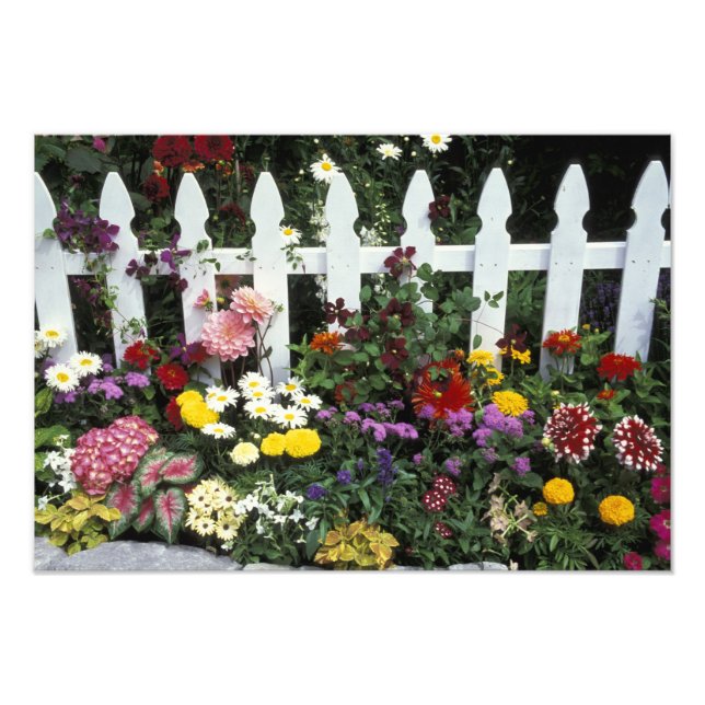 NA, USA, Washington, Sammamish, White picket Fototryck (Framsidan)