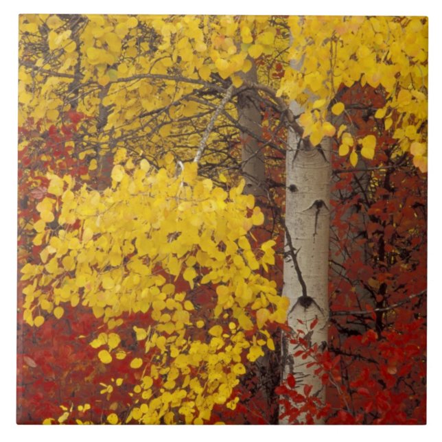 NA, USA, Washington, Wenatchee National Forest. Kakelplatta (Framsidan)