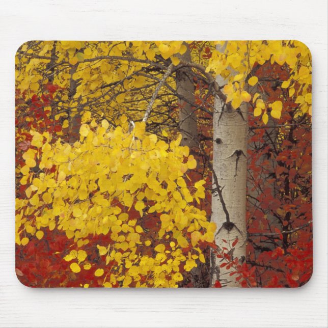 NA, USA, Washington, Wenatchee National Forest. Musmatta (Framsidan)