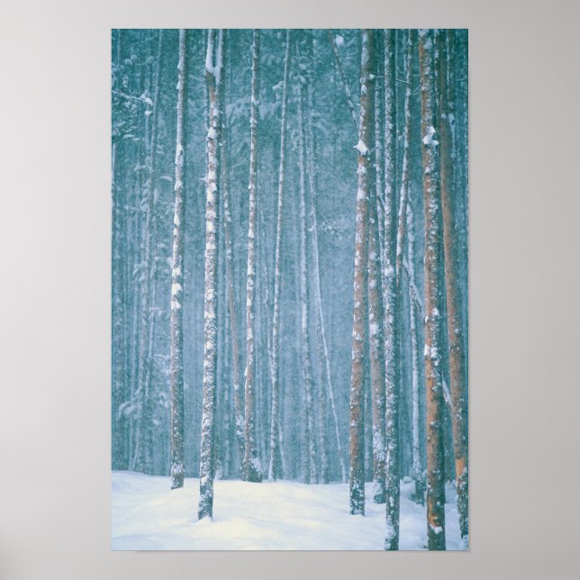 NA, USA, WY. Snöigt vinterscen bland Poster (Framsidan)