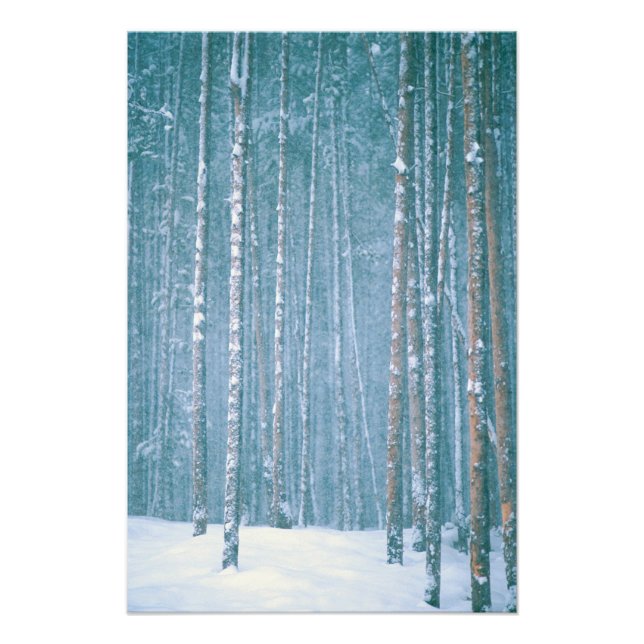 NA, USA, WY Snövscenen bland Fototryck (Framsidan)