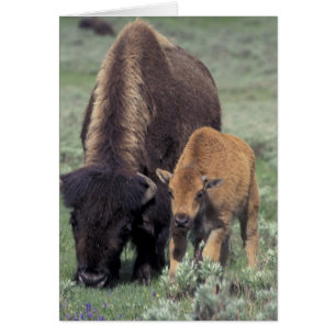 NA, USA, Wyoming, Yellowstone National Park. Hälsningskort