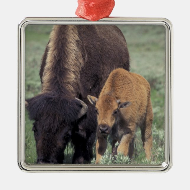 NA, USA, Wyoming, Yellowstone National Park. Julgransprydnad Metall (Framsidan)