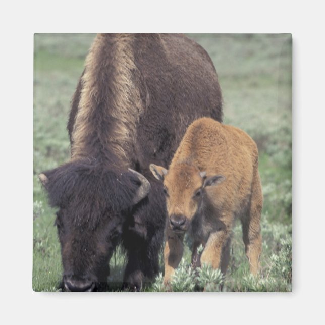 NA, USA, Wyoming, Yellowstone National Park. Magnet (Framsidan)