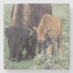 NA, USA, Wyoming, Yellowstone National Park. Underlägg Sten