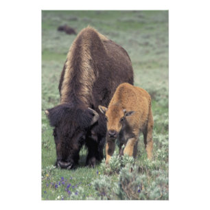 NA, USA, Wyoming, Yellowstone nationalpark. Fototryck