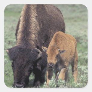 NA, USA, Wyoming, Yellowstone nationalpark. Fyrkantigt Klistermärke